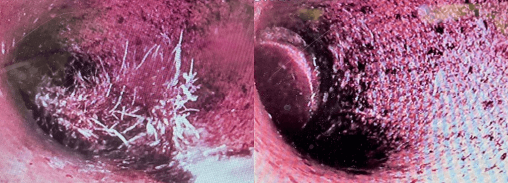 How Tree Roots Can Damage Your Sewer Line and What to Do About It