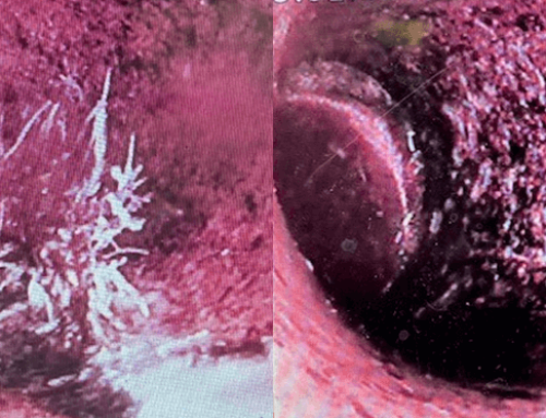 Root Causes: How Tree Roots Can Damage Your Sewer Line and What to Do About It